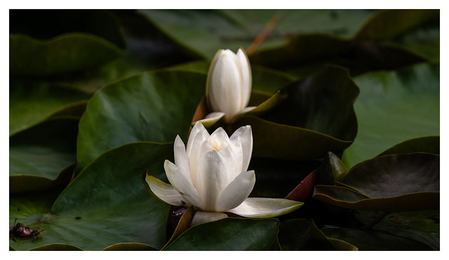 _8536539_white water-lily