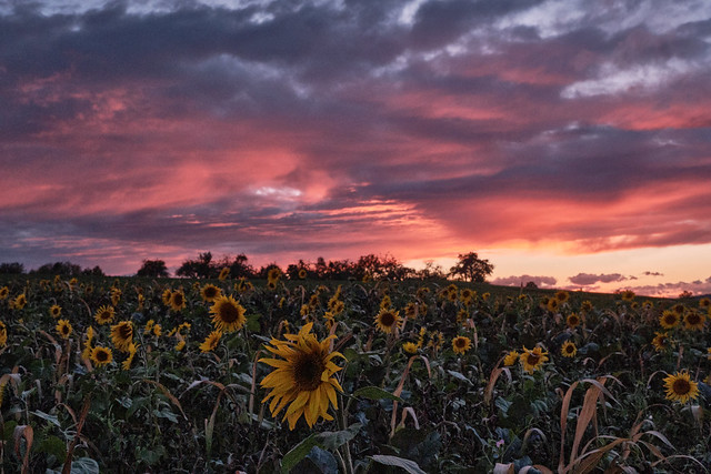 sunset with field of sunflowers
