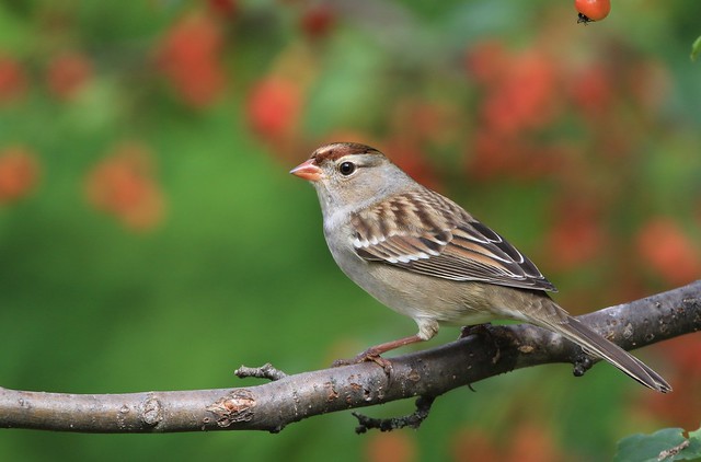 White-crowned Sparrow juvenile  / Bruant à couronne blanche Juvénile( Richard )