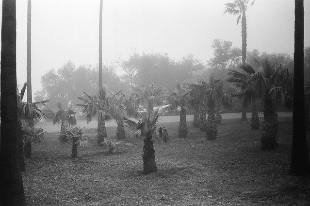 palm trees in the fog
