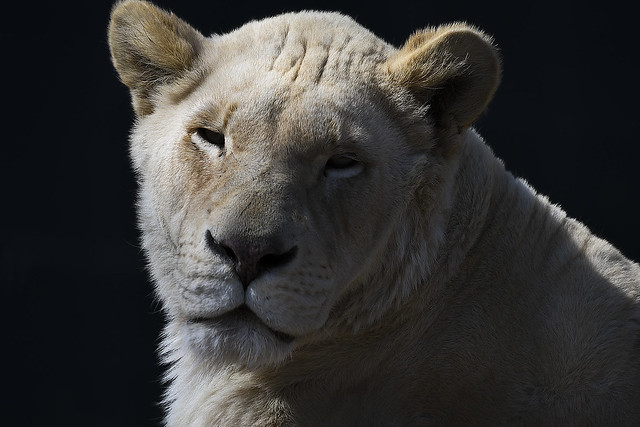Panthera leo krugeri - Transvaal Lion