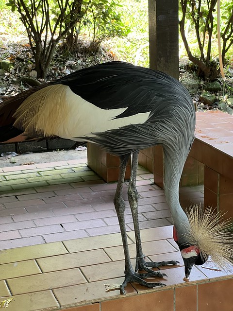 Despite his royal name, this Crowned Crane prefers to forage for scraps