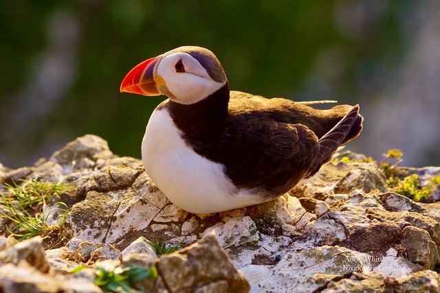 Puffin at sunset