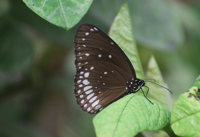brown and white spotted butterfly