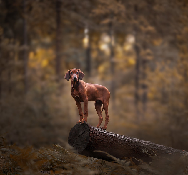 Side view of dog standing on fallen tree in forest