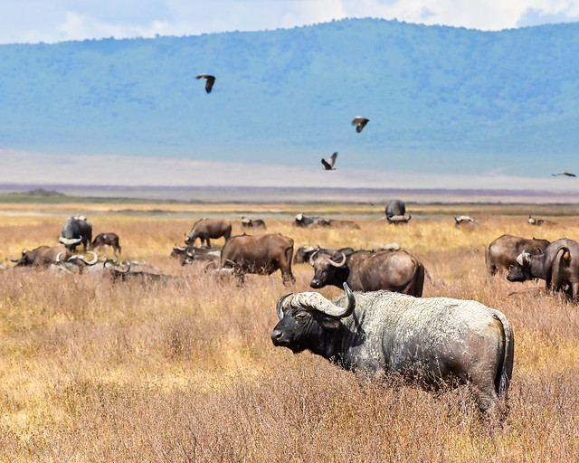 Búfalos en el Parque Nacional de Ngorongoro