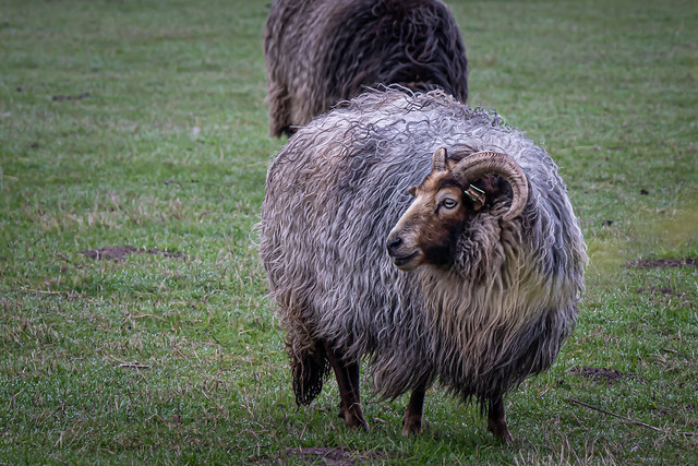 Hairy sheep
