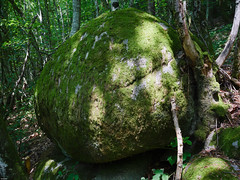 Gigantic and uncannily spherical boulder, covered in moss and lichen, in the woods between Uchon and La Tagnière