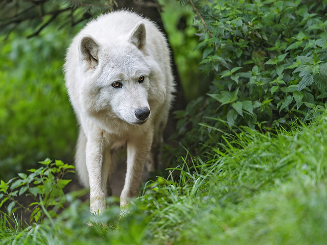 White wolf in the grass