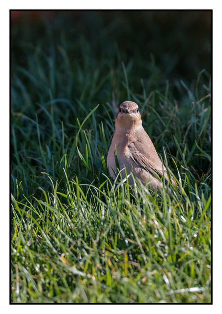 Wheatear giving me 'The Look' - (Oenanthe oenanthe) 2 clicks for detail