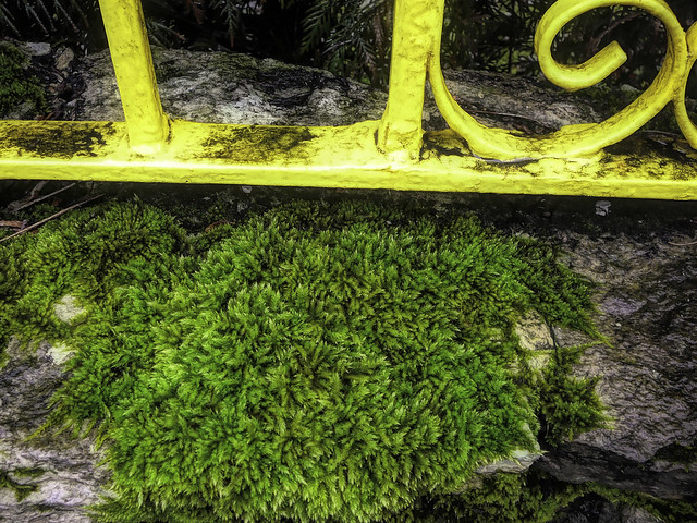 Moss with yellow fence: Hard and  Soft