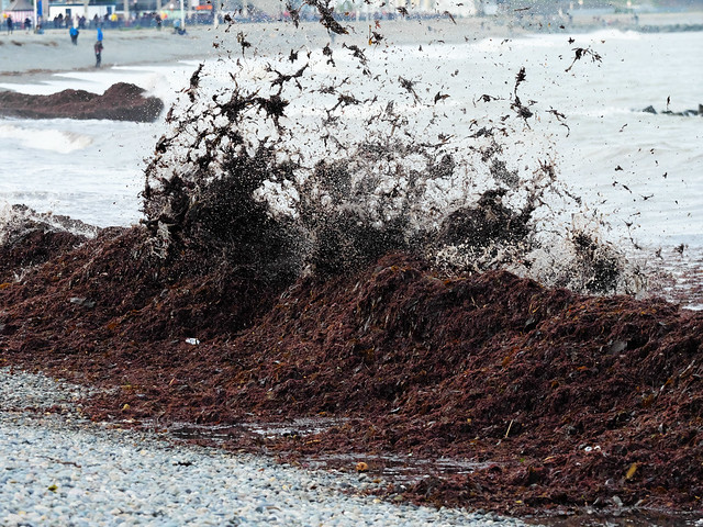 Seaweed build up on Bray beach