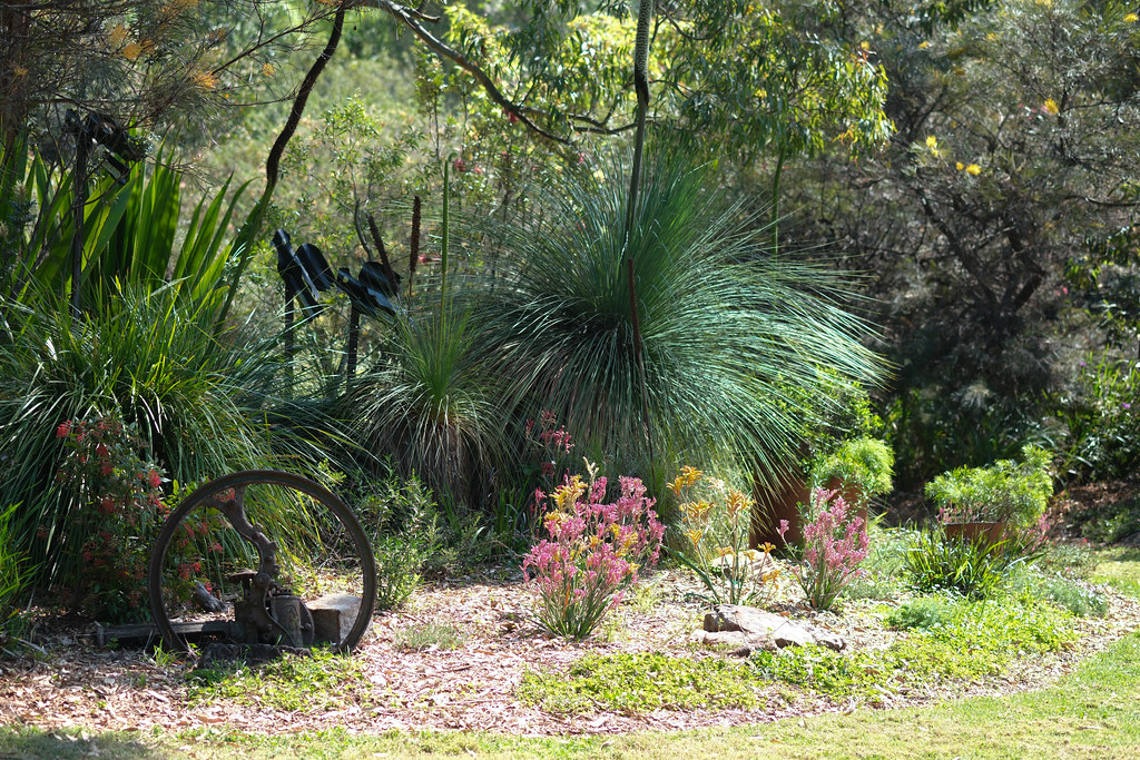 Kangaroo paw and grass trees