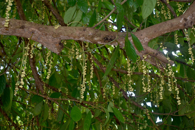 Baccaurea racemosa, Flecker Botanic Garden, Cairns, QLD, 23/09/23