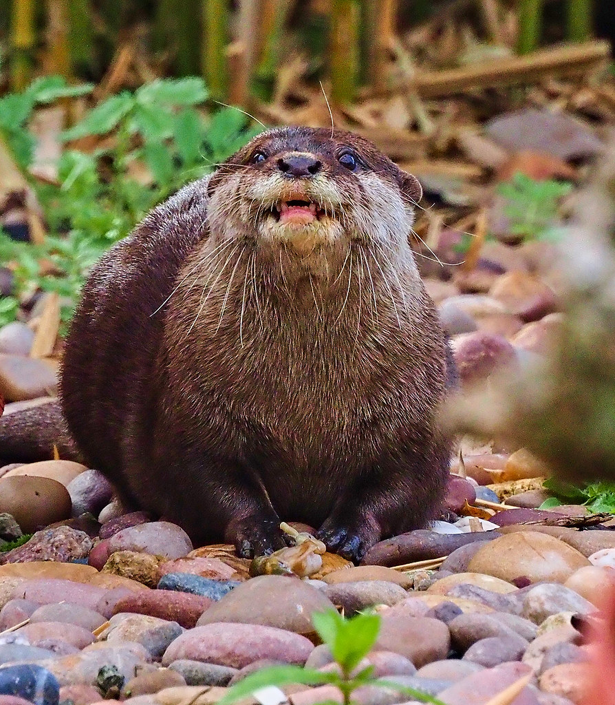 Short-Clawed Otter