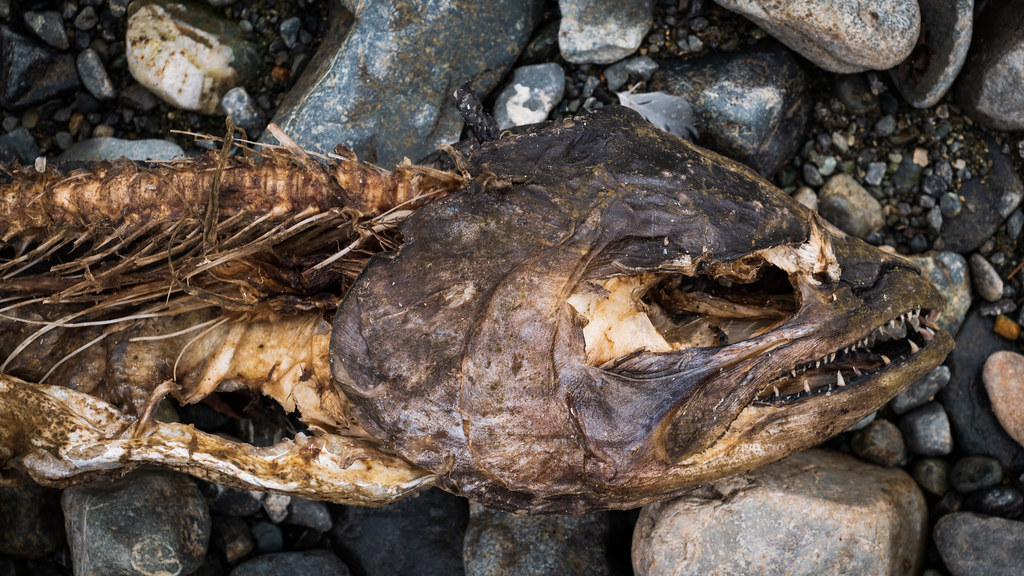 Dried Salmon Head