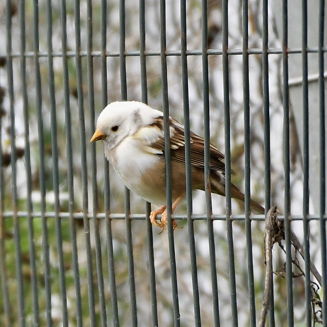Leucistic White-crowned Sparrow