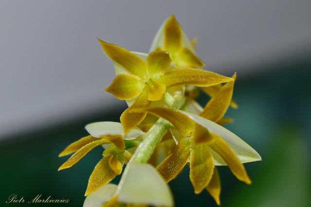 Dendrochilum latifolium