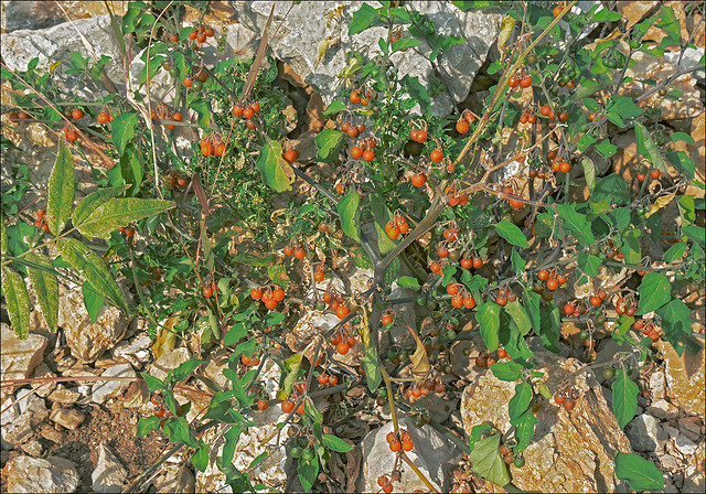 Solanum-vilosum_ssp_alatum_2