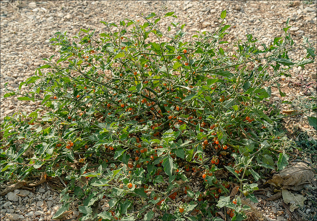 Solanum-vilosum_ssp_alatum_1