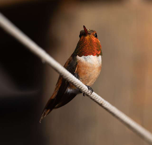 Rufous Hummingbird (Selasphorus rufus)_DSC0414-Enhanced-NR