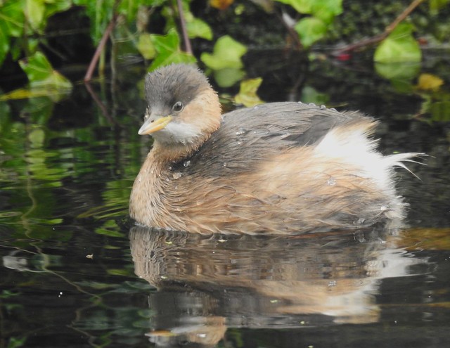 Little Grebe - Chester Zoo