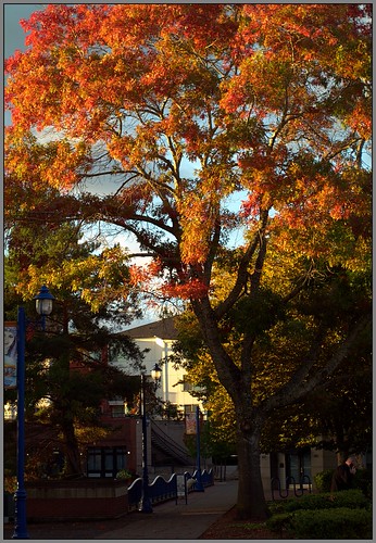 SAM_2747 Autumn's Arrival Appreciated, Part 3 by Alan G. Archer, Tualatin Commons, 32 minutes before sunset.

Camera: Samsung NX1000
Lens: Asahi Optical Co. (Pentax)