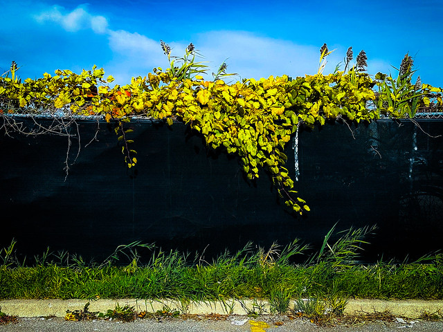 Leaves on a Fence II. Windsor, ON.