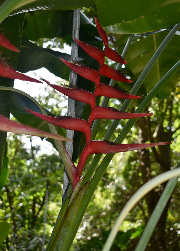 Heliconia caribaea x champneiana, Flecker Botanic Garden, Cairns, QLD, 23/09/23