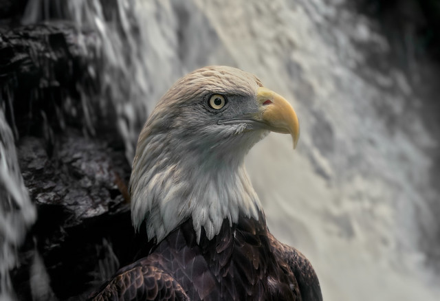 Eagle Falls