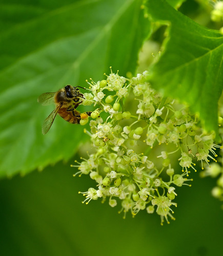 spring jeffersoncountymissouri arnoldmo retentionpond nikon100400mm4556s nikonz9 flower bee