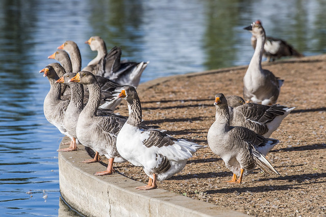 Roeding Park - Fresno - Canada Goose