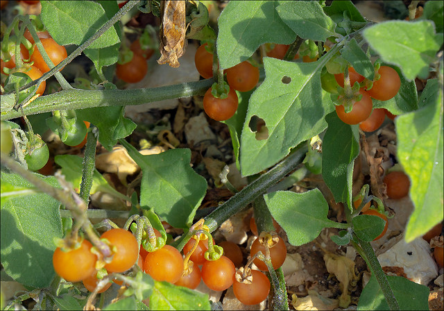 Solanum-vilosum_ssp_alatum_3