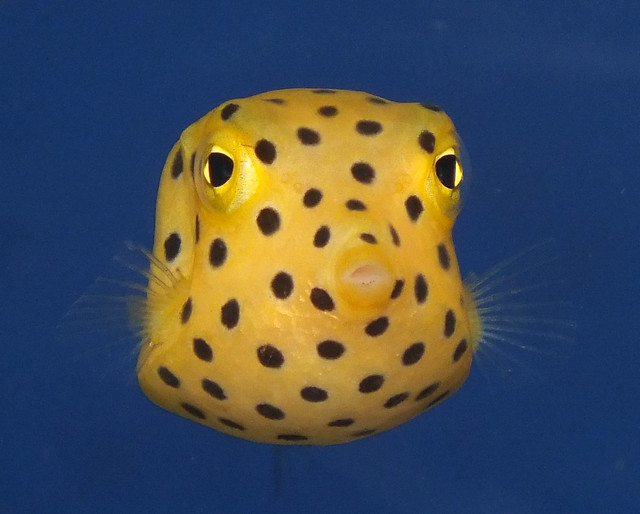Yellow boxfish (Ostracion cubicum) juvenile