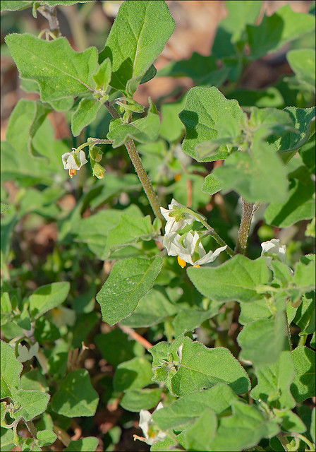 Solanum-vilosum_ssp_alatum_10