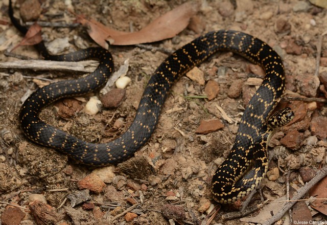 Broad-headed Snake (Hoplocephalus bungaroides).