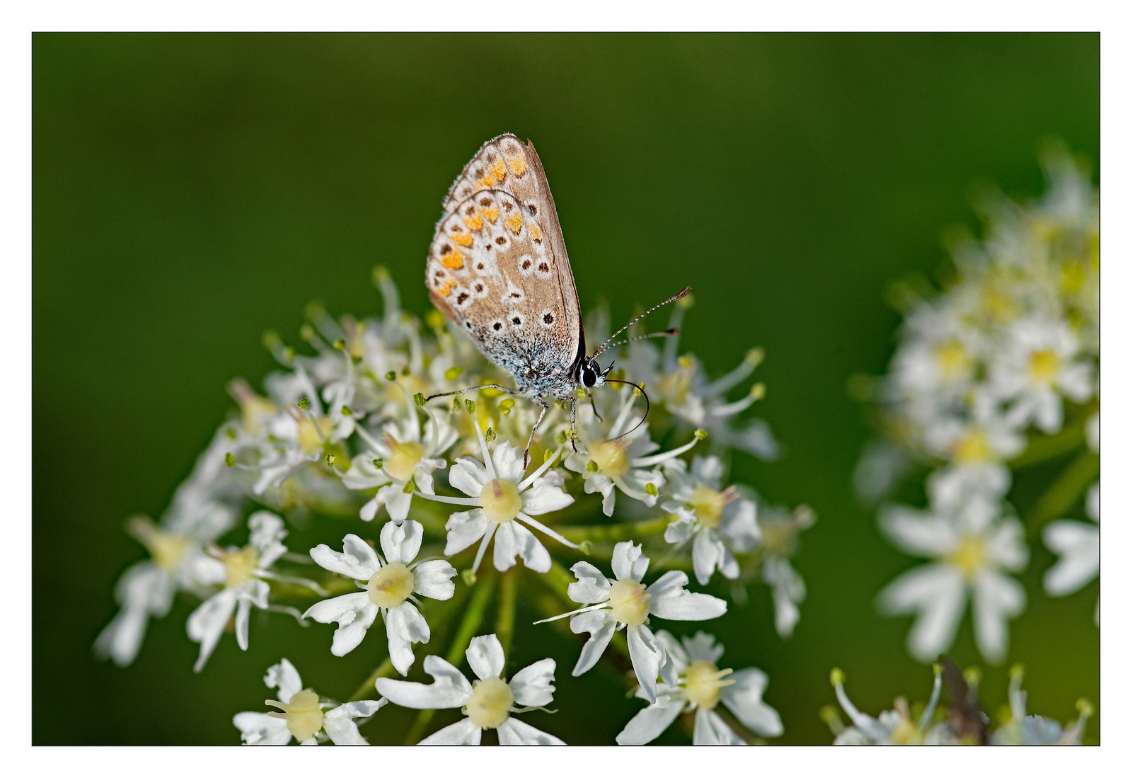 Insecte / Insect | Flickr