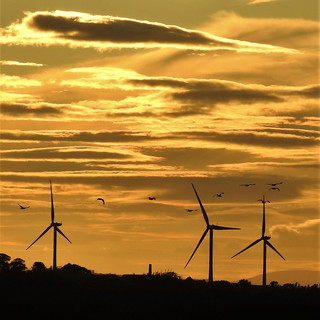 Birds and Blades - Evening Silhouettes at Druridge