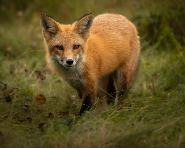 Red Fox strolling through the grass