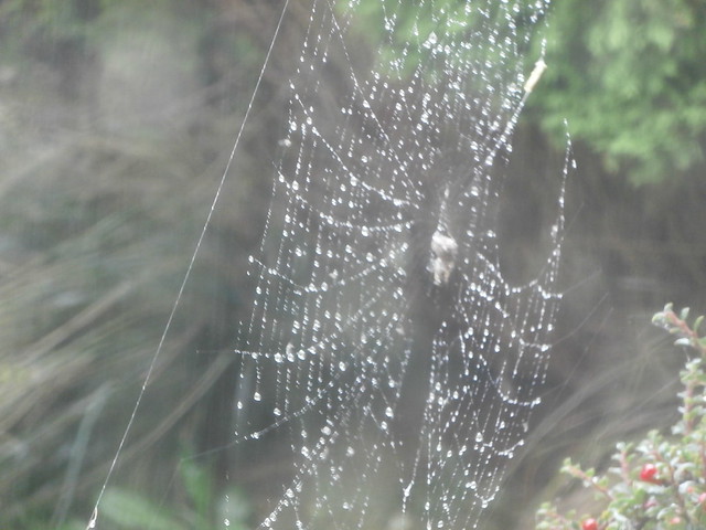 Spiderweb, in the rain.........