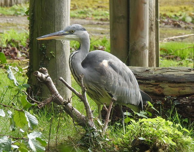 Grey Heron - Chester Zoo Visitor