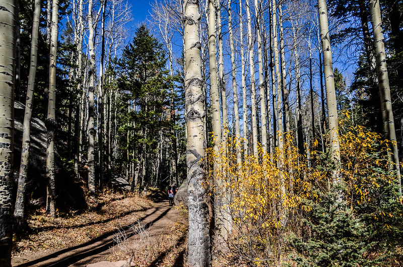 Aspens stood by the trail (7)