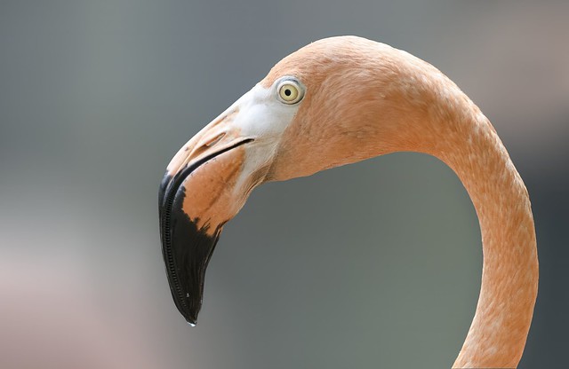 American Flamingo (Phoenicopterus ruber) Up-close