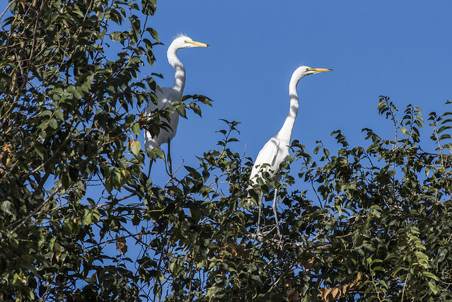 Roeding Park - Fresno - Great Egret