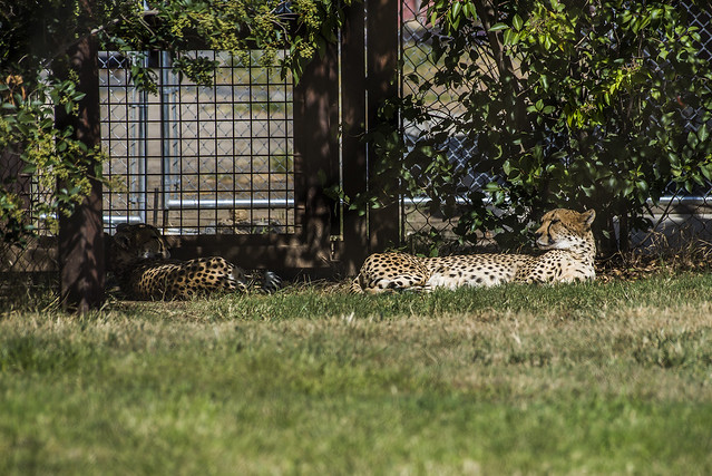 Fresno Chaffee Zoo - Cheetah