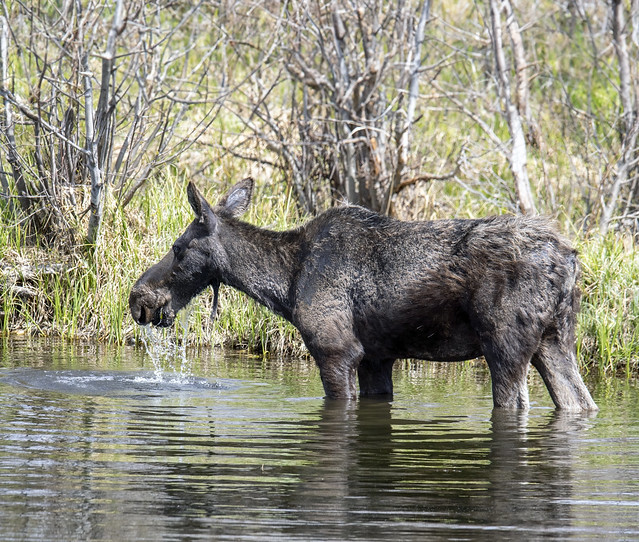Moose having lunch