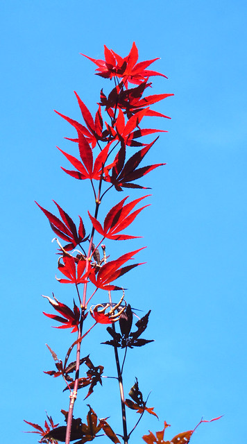 Red Leaves and Blue Sky