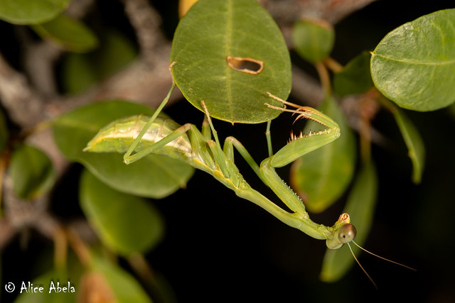 California Mantis (Stagmomantis californica) - Nymph