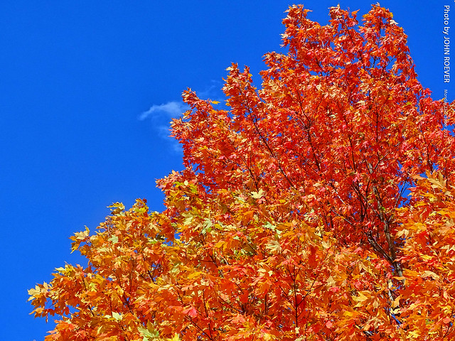 Autumn Foliage in Olathe, 23 Oct 2023