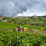 Lavaux Vineyards